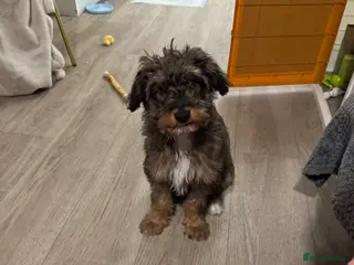 Bordoodle dogs 6 Month old Bordoodle - Advert 13