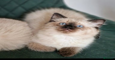 Ragdoll cats - Advert 5