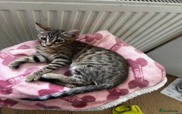 Bengal cats for sale: Bengal mix breed female kitten  - Image 3