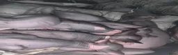 Sphynx cats for sale: Sphynx 2 girls 2 boys Blue  - Advert 2