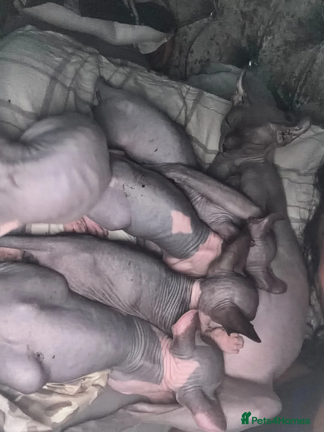 Sphynx cats for sale: Sphynx 2 girls 2 boys Blue  - Advert 2