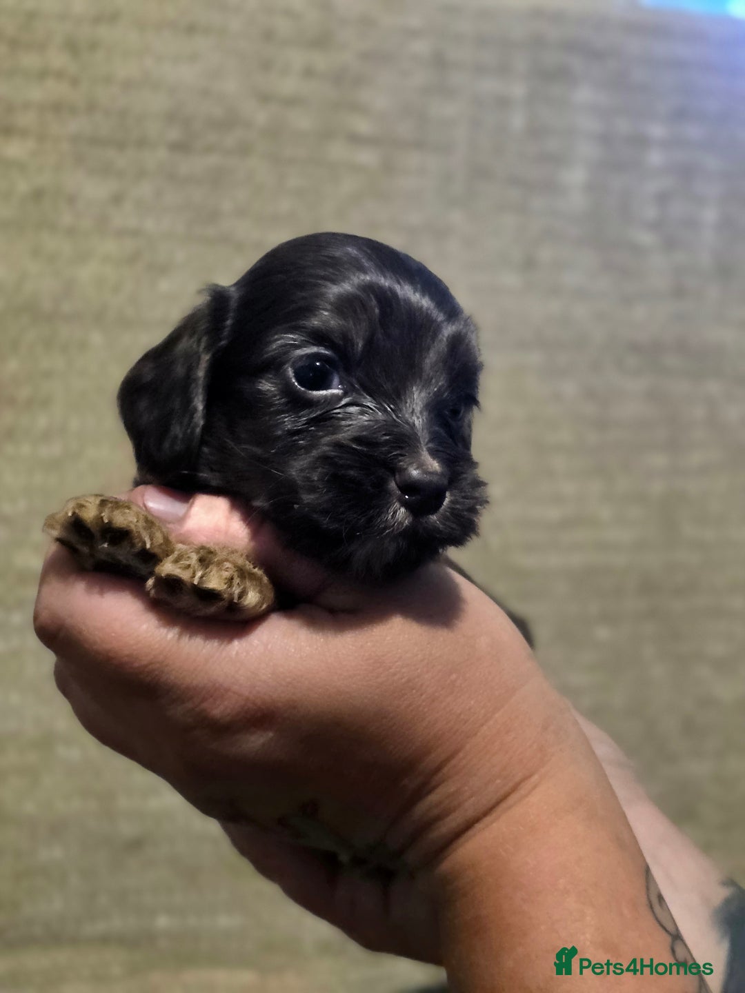 Cockapoo dogs for sale: Stunning f1b cockapoo puppies - Image 25