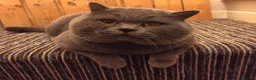 British Shorthair cats for sale: British shorthair kittens are ready for 5* homes  - Advert 7