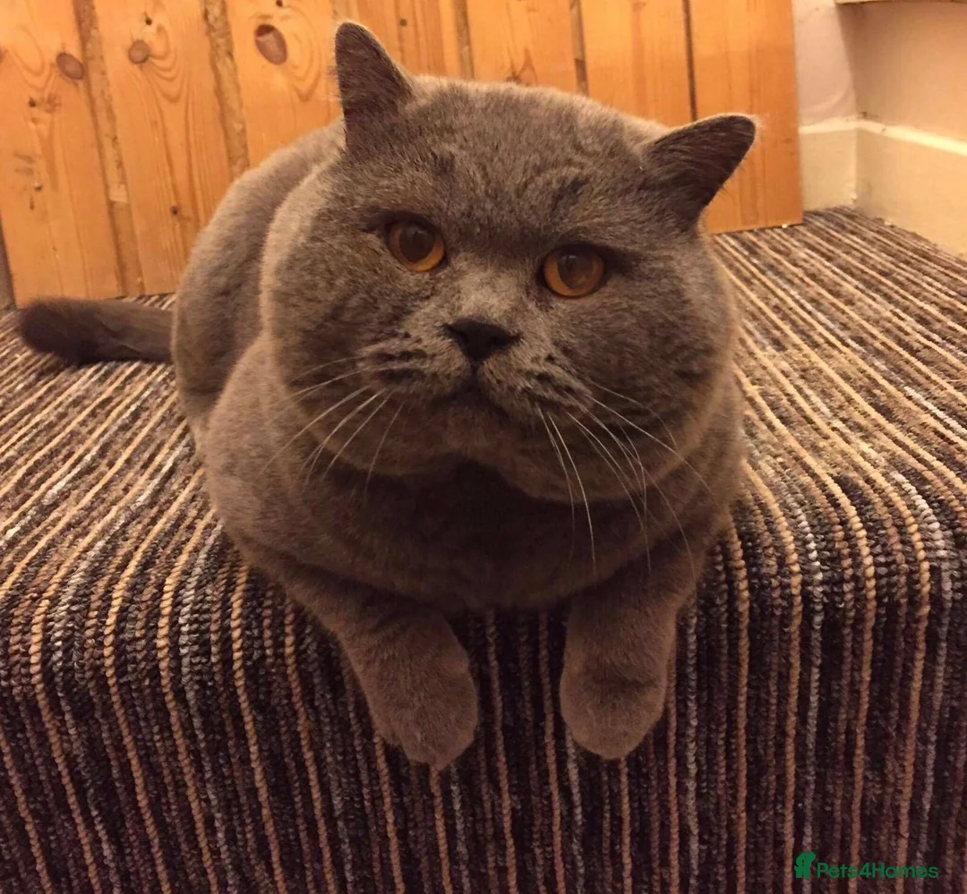 British Shorthair cats for sale: British shorthair kittens are ready for 5* homes  - Advert 7