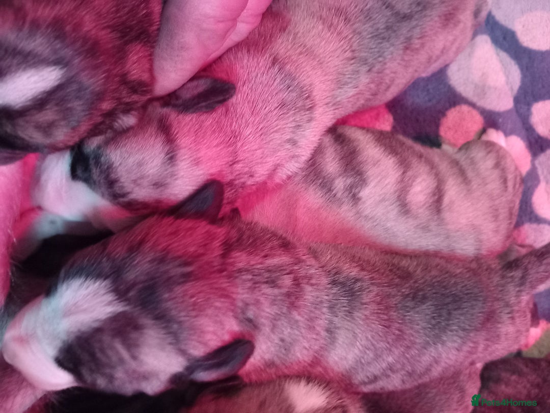 Whippet dogs for sale: Top Class Whippet Puppies bred from Champions - Image 21