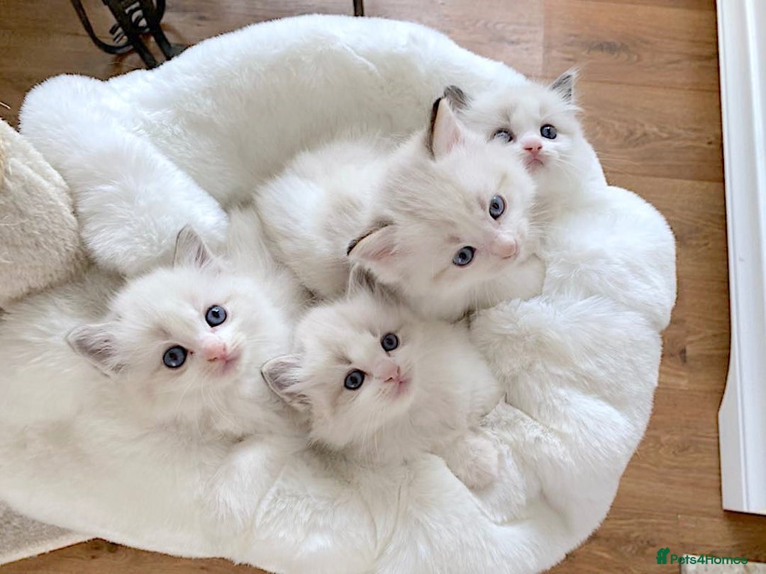 Ragdoll cats for sale: INDOOR FULL PEDIGREE RAGDOLL KITTENS - Advert 10