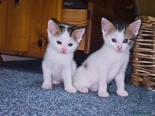 Mixed Breed cats mixed babies for sale - Advert 17