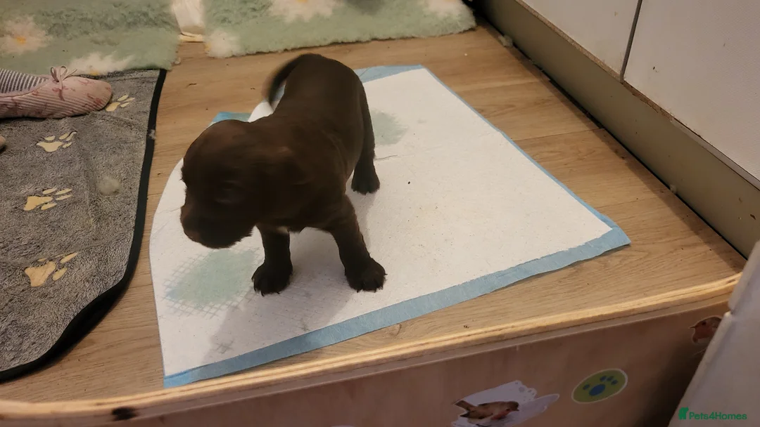 Cocker Spaniel dogs for sale: Lovely Litter of KC registered puppies for sale - Advert 13