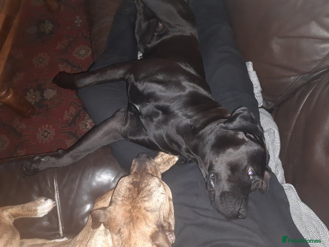 Cane Corso dogs for sale: Cane Corso 2 1/2 looking for new home  - Image 7