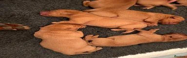 Labrador Retriever 1