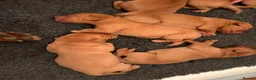 Labrador Retriever dogs for sale: Stunning litter of Fox Red Labrador puppies  - Advert 9