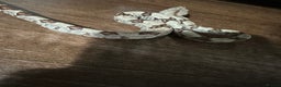 Boa Snake reptiles for sale: Baby boas  - Advert 5