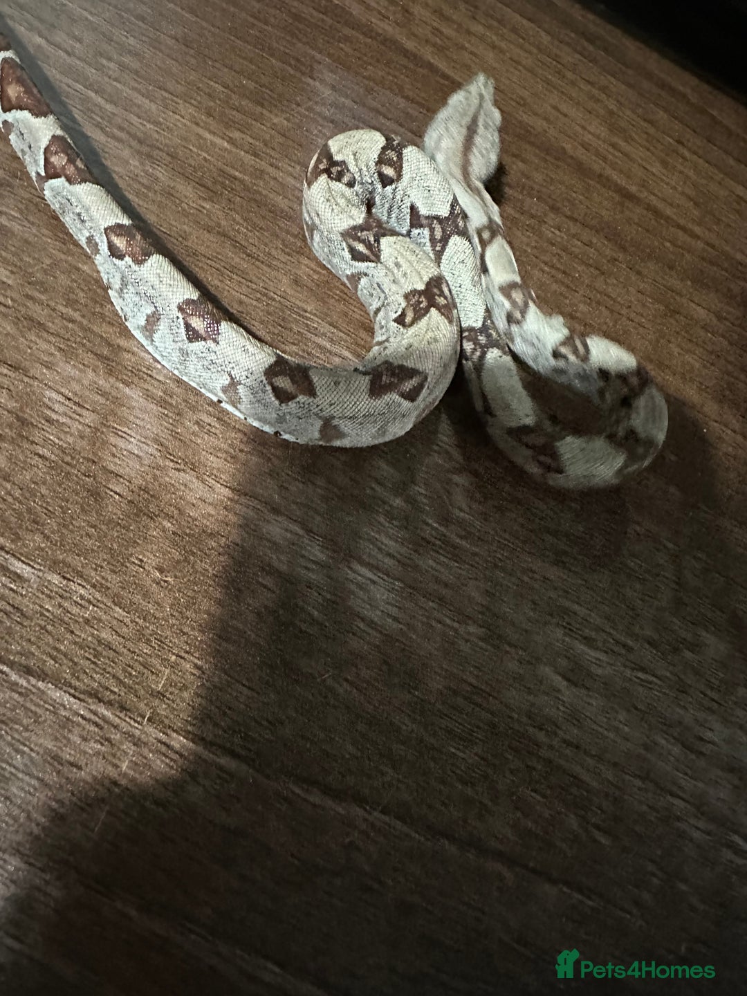 Boa Snake reptiles for sale: Baby boas  - Advert 5