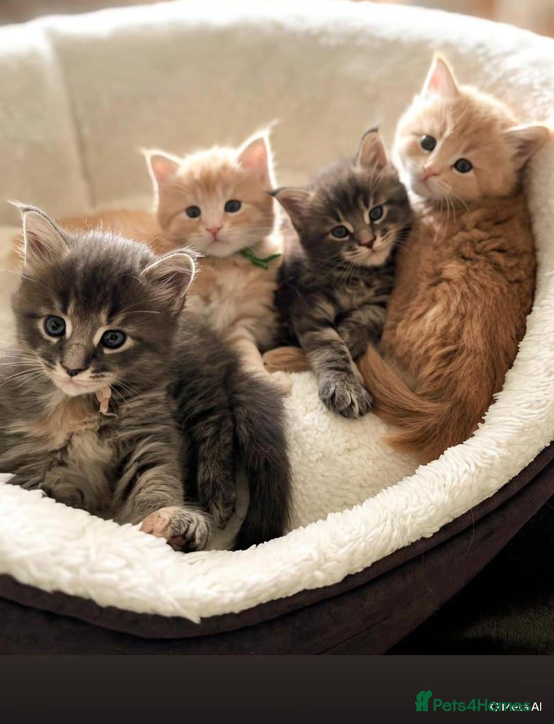 Maine Coon cats Beautiful litter of Maine Coon kittens  - Advert 2