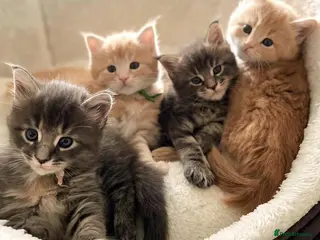 Maine Coon cats Beautiful litter of Maine Coon kittens - Advert 2