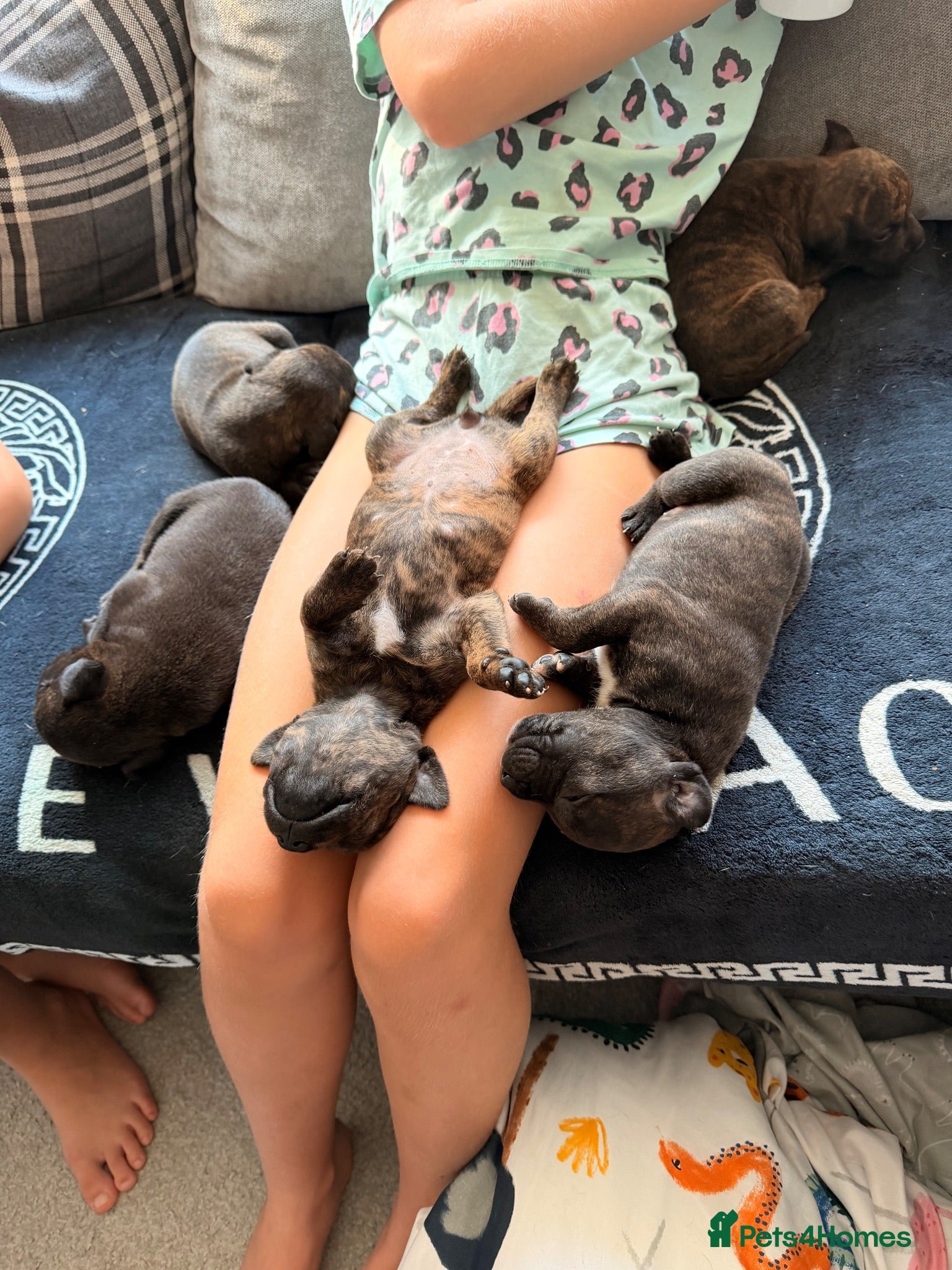 Staffordshire Bull Terrier dogs One girl available  - Advert 11