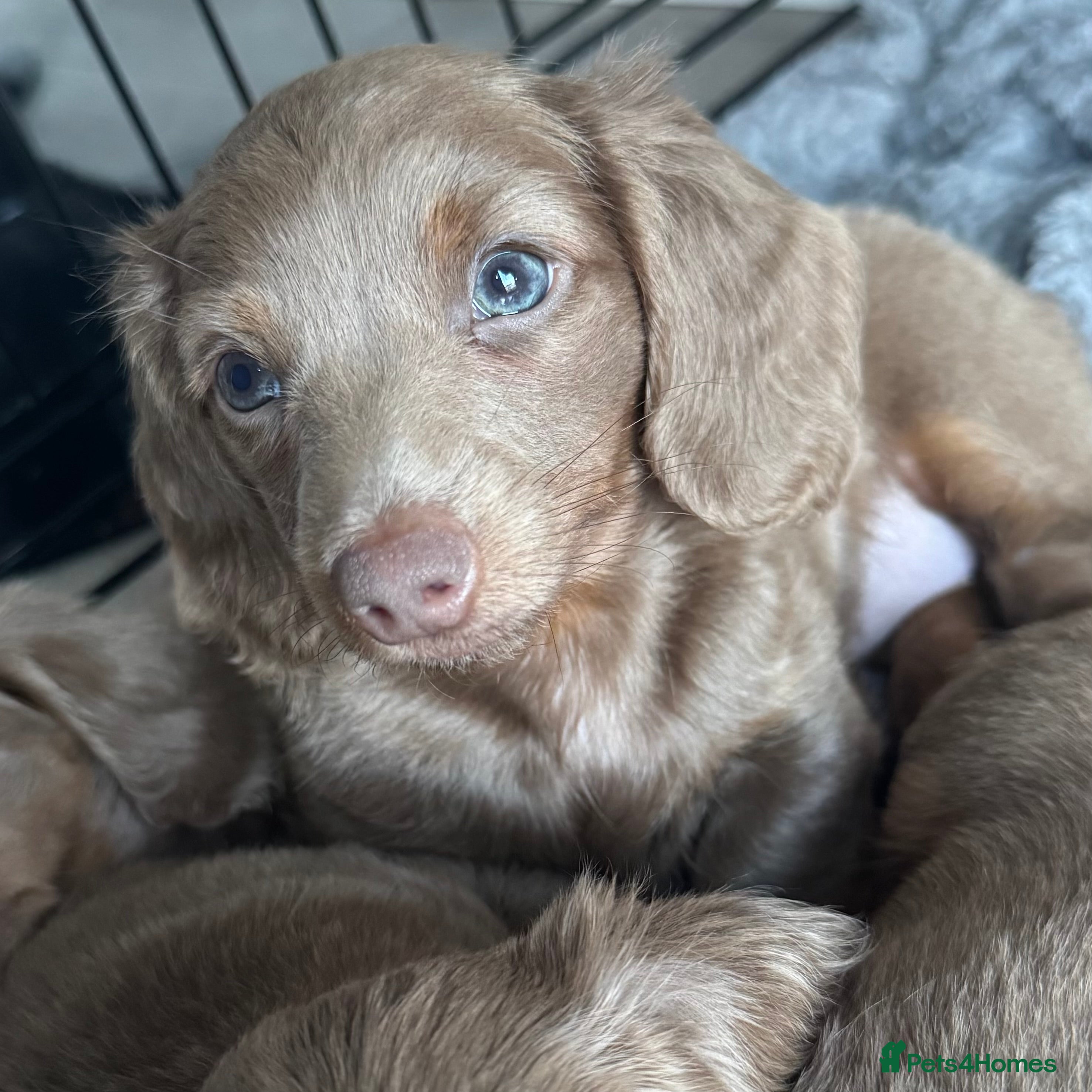 Miniature Dachshund dogs KC long haired Isabella &tan miniature dachshund - Advert 7