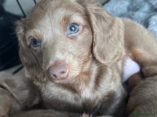 Miniature Dachshund dogs KC long haired Isabella &tan miniature dachshund - Advert 7