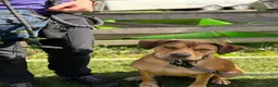 Staffordshire Bull Terrier dogs for adoption: Mascara - Advert 6