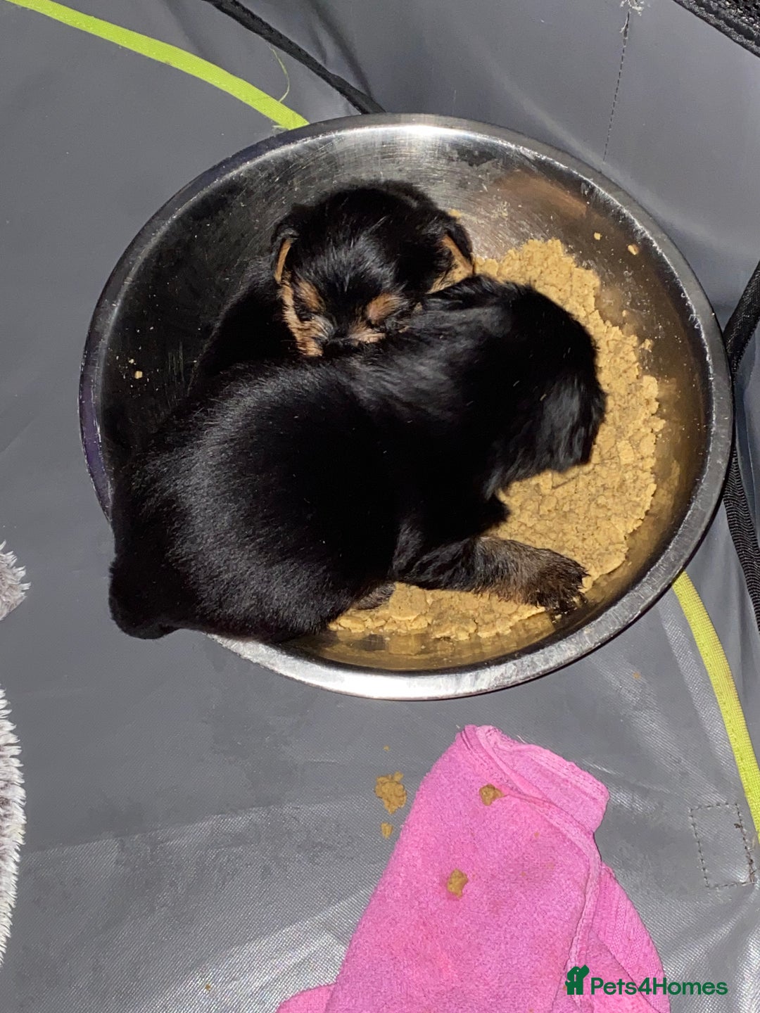 Yorkshire Terrier dogs for sale: 2 Boys 2 Girls Yorkshire Terriers for sale - Advert 12