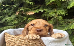 Cocker Spaniel dogs for sale: GORGEOUS SHOW TYPE SABLES COCKER SPANIAL PUPPIES - Image 18