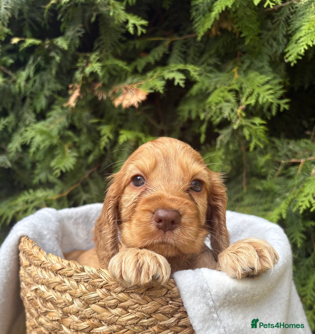 Cocker Spaniel dogs for sale: GORGEOUS SHOW TYPE SABLES COCKER SPANIAL PUPPIES - Image 18