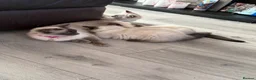 Ragdoll cats for sale: Stunning pure ragdoll kittens 10 weeks old - Advert 5