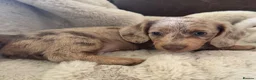 Dachshund dogs for sale: 🏆 KC REGISTERED MINIATURE DACHSHUND PUPPIES 🏆 - Advert 11