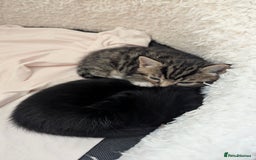 European cats for sale: 5 European shorthair kittens  - Image 8