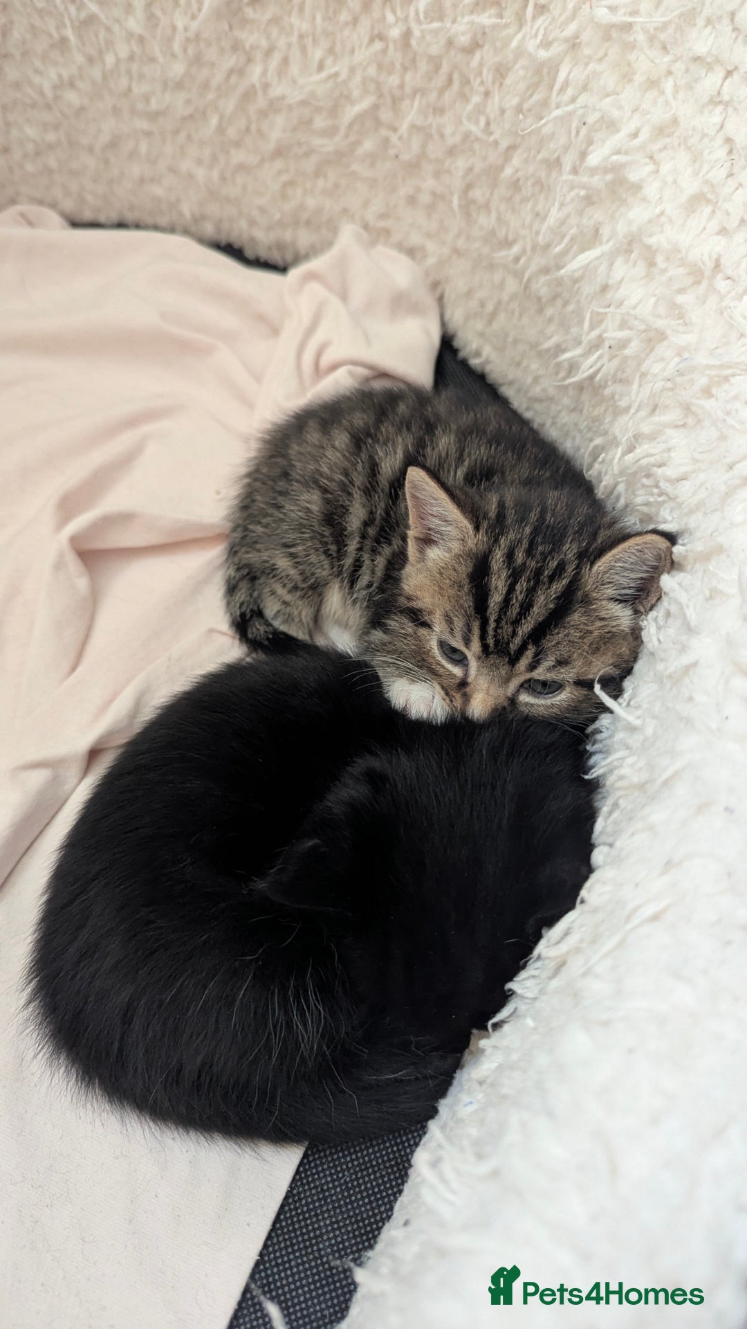 European cats for sale: 5 European shorthair kittens  - Image 8