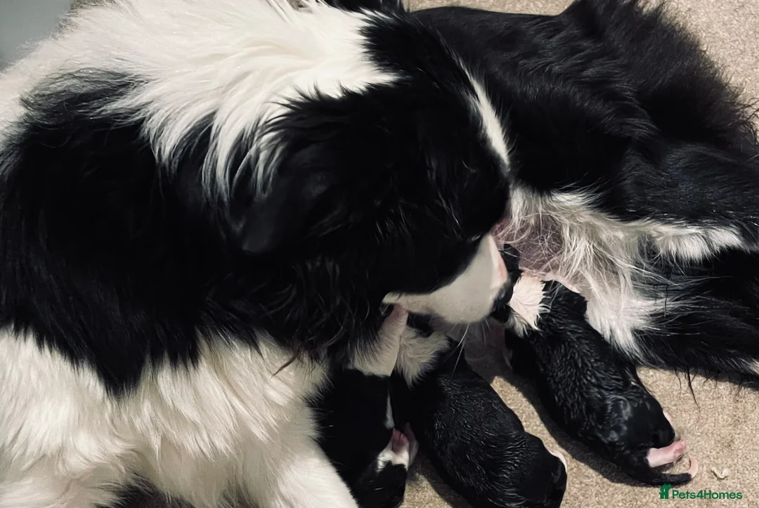 Border Collie dogs for sale: Kc & ISDS reg border collie health tested pups  - Advert 6