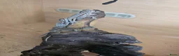 Bearded Dragon reptiles for sale: Baby bearded dragon  in Bridgend - Advert 26
