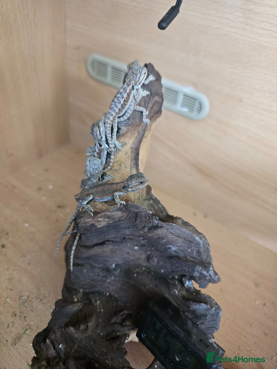 Bearded Dragon reptiles for sale: Baby bearded dragon  in Bridgend - Advert 26