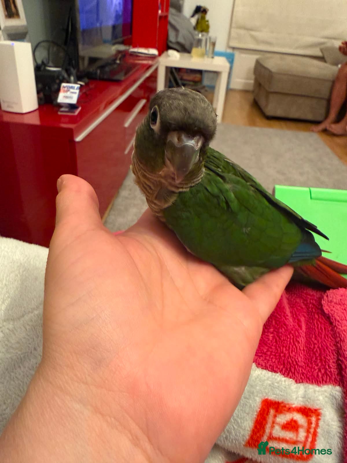Conures birds Tamed baby conures - Advert 2
