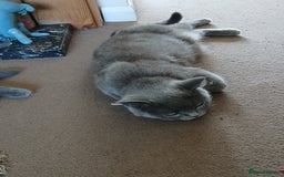 British Shorthair cats for sale: Gorgeous Short-hair British Blue - Image 13