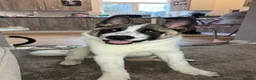 Akita dogs for sale: Male Akita  - Advert 3