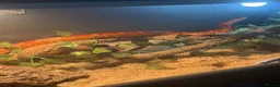 Corn Snake reptiles for sale: Corn snake & Vivarium - Advert 3