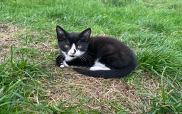 Mixed Breed cats for sale: Lovely adorable kittens - Image 6
