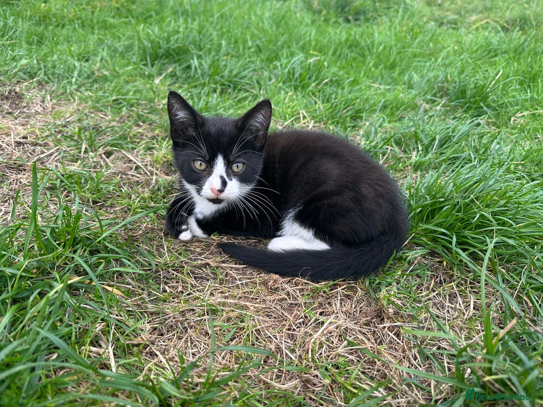Mixed Breed cats for sale: Lovely adorable kittens - Image 6