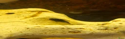 Plecos fish for sale: Common Bristlenose plecos in Basingstoke - Advert 1