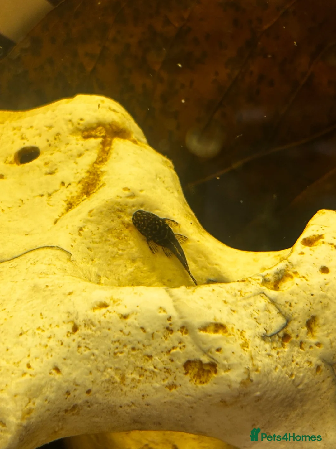 Plecos fish for sale: Common Bristlenose plecos in Basingstoke - Advert 1
