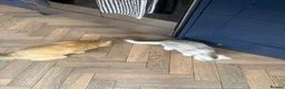 Scottish Fold cats for sale: Female scottish Straight - Advert 4
