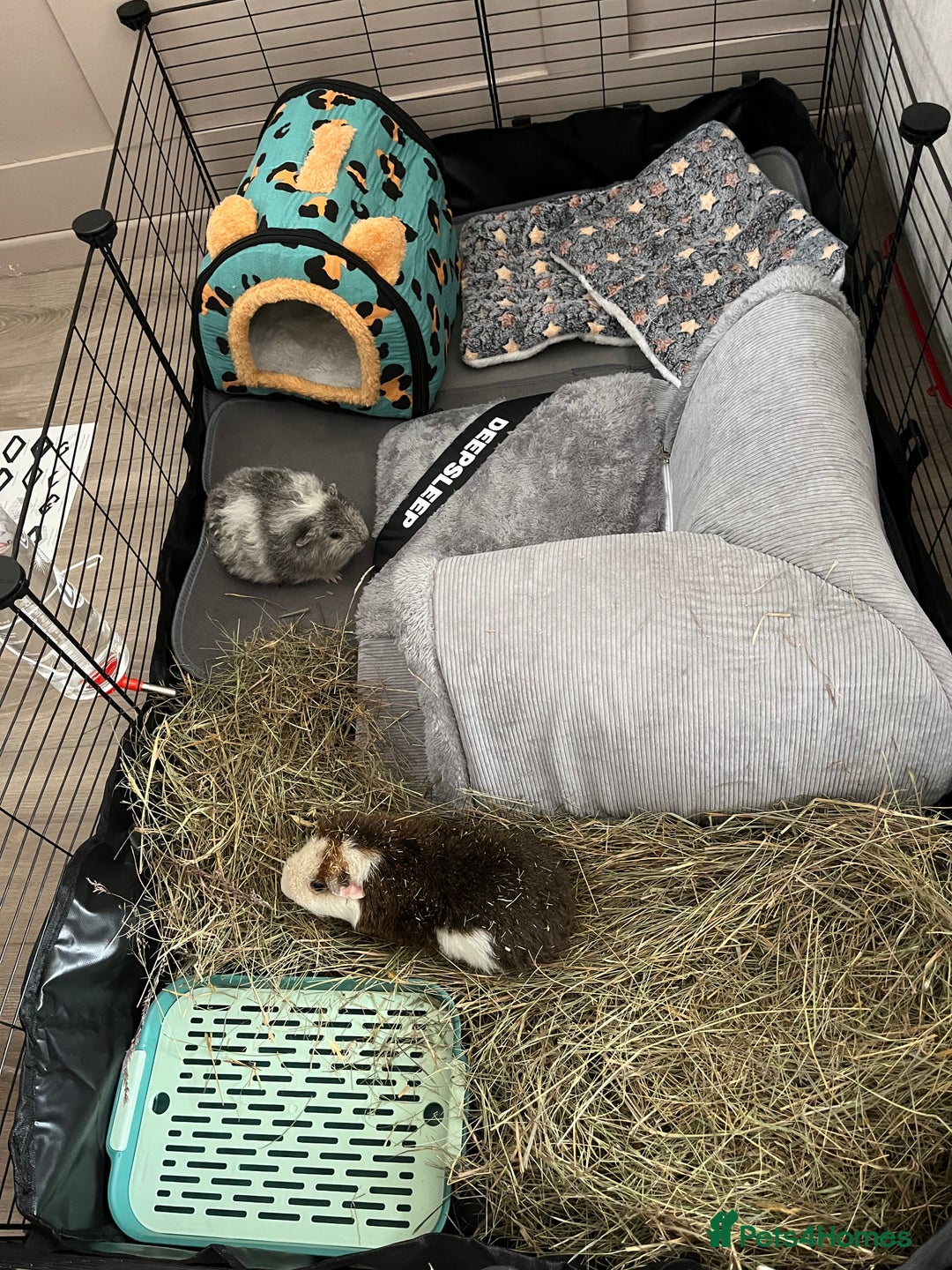 Guinea Pig rodents for sale: Male guinea pig - Advert 2
