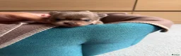 Pomchi dogs for sale: Beautiful unique Pomchi’s  - Advert 23