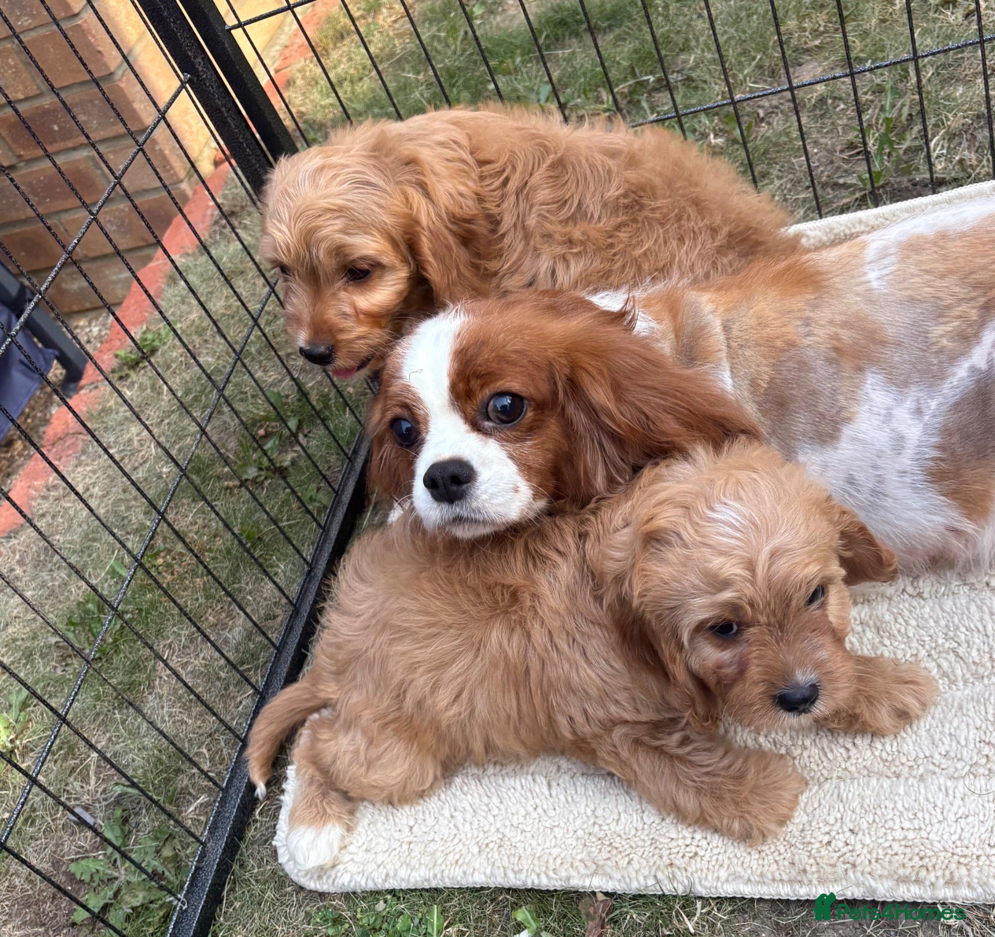 Cavapoo dogs F1 CAVAPOO PUPPIES  - Advert 5