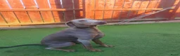 Dobermann dogs for stud: Proven KC Isabella Fawn Stud Champion Bloodlines - Advert 8