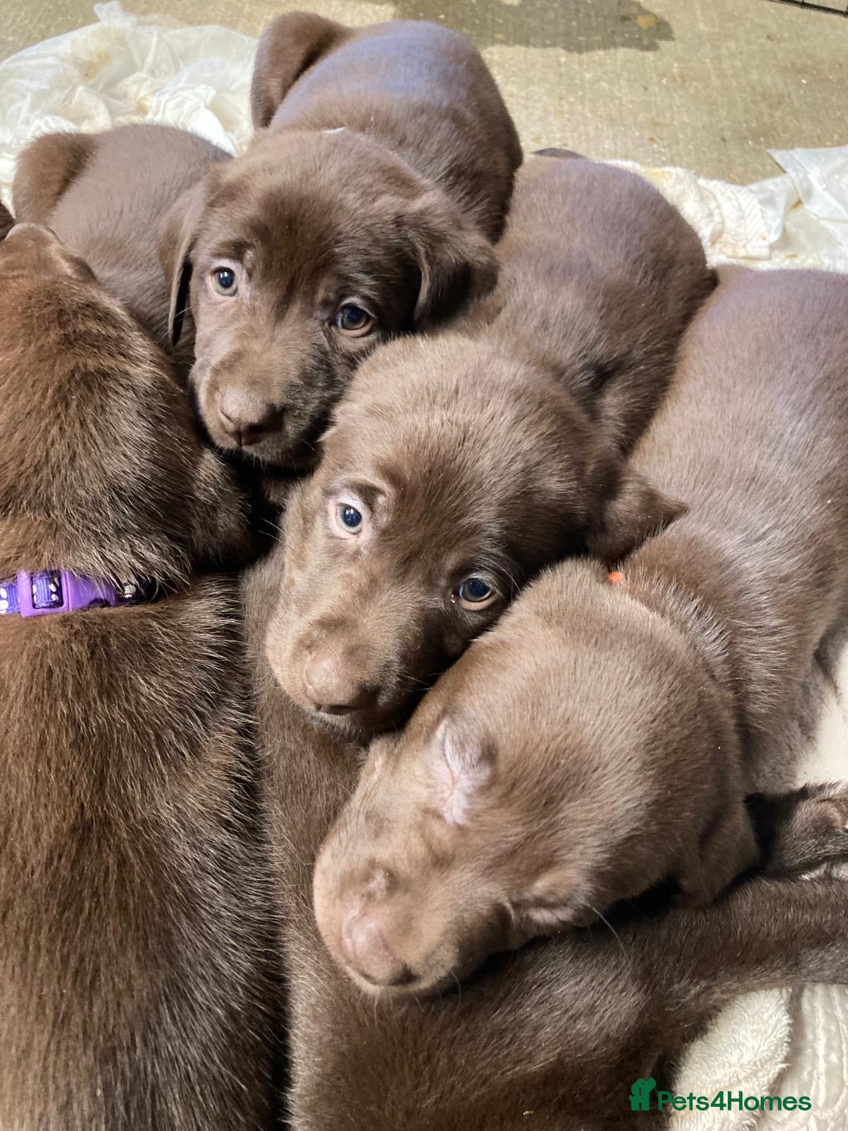 Labrador Retriever dogs 8 Pedigree Game-Breed Chocolate Labrador Puppies - Advert 5