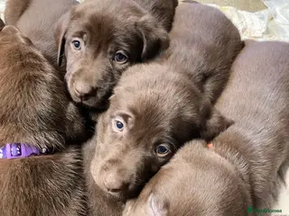 Labrador Retriever dogs 8 Pedigree Game-Breed Chocolate Labrador Puppies - Advert 5