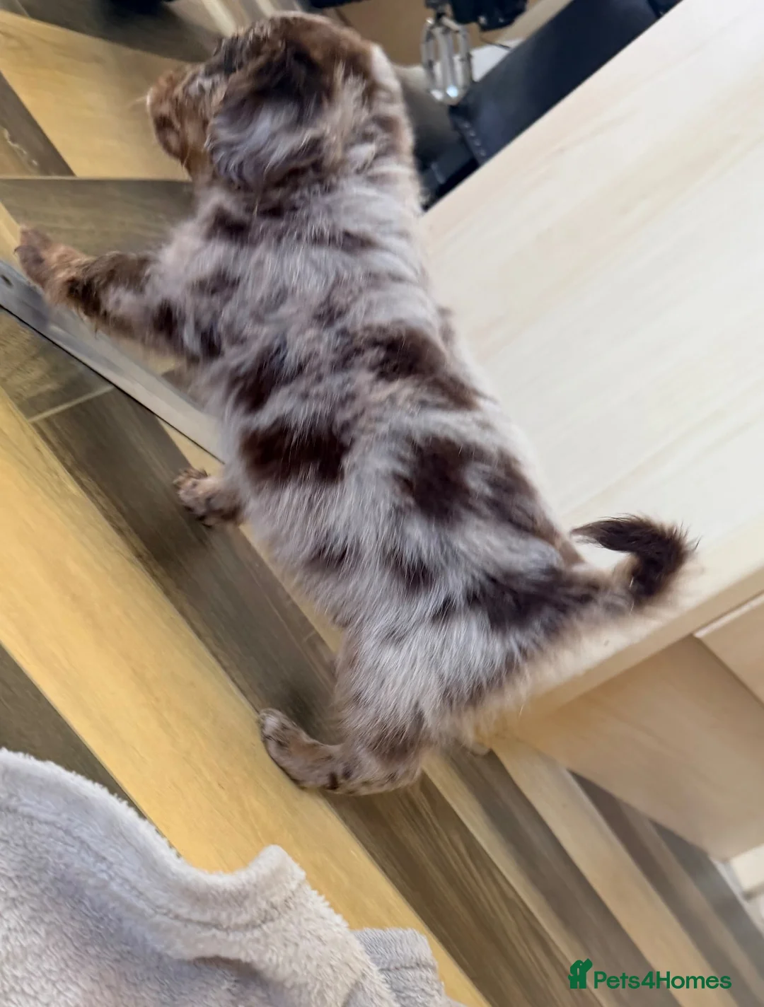 Mixed Breed dogs for sale: Dachshund × Pomchi puppies - Advert 24