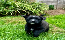 Mixed Breed dogs for sale: Weeranian Pups - Image 3